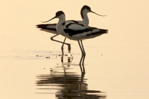 Шилоклювки (Recurvirostra avosetta)